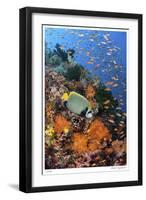 Reef Scenic 8-Jones-Shimlock-Framed Giclee Print