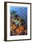 Reef Scenic 8-Jones-Shimlock-Framed Giclee Print