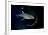 Reef Shark - Carcharhinius Perezii. on Wreck at Night. Bahamas. Caribbean-Michael Pitts-Framed Photographic Print