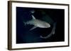 Reef Shark - Carcharhinius Perezii. on Wreck at Night. Bahamas. Caribbean-Michael Pitts-Framed Photographic Print