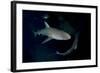 Reef Shark - Carcharhinius Perezii. on Wreck at Night. Bahamas. Caribbean-Michael Pitts-Framed Photographic Print