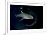 Reef Shark - Carcharhinius Perezii. on Wreck at Night. Bahamas. Caribbean-Michael Pitts-Framed Photographic Print