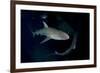 Reef Shark - Carcharhinius Perezii. on Wreck at Night. Bahamas. Caribbean-Michael Pitts-Framed Photographic Print