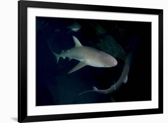 Reef Shark - Carcharhinius Perezii. on Wreck at Night. Bahamas. Caribbean-Michael Pitts-Framed Photographic Print