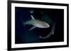 Reef Shark - Carcharhinius Perezii. on Wreck at Night. Bahamas. Caribbean-Michael Pitts-Framed Photographic Print