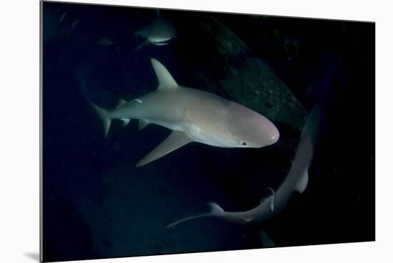 Reef Shark - Carcharhinius Perezii. on Wreck at Night. Bahamas. Caribbean-Michael Pitts-Mounted Photographic Print