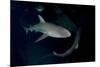 Reef Shark - Carcharhinius Perezii. on Wreck at Night. Bahamas. Caribbean-Michael Pitts-Mounted Photographic Print