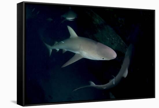 Reef Shark - Carcharhinius Perezii. on Wreck at Night. Bahamas. Caribbean-Michael Pitts-Framed Stretched Canvas