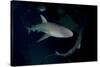 Reef Shark - Carcharhinius Perezii. on Wreck at Night. Bahamas. Caribbean-Michael Pitts-Stretched Canvas