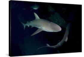 Reef Shark - Carcharhinius Perezii. on Wreck at Night. Bahamas. Caribbean-Michael Pitts-Stretched Canvas