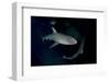 Reef Shark - Carcharhinius Perezii. on Wreck at Night. Bahamas. Caribbean-Michael Pitts-Framed Photographic Print