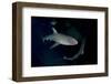 Reef Shark - Carcharhinius Perezii. on Wreck at Night. Bahamas. Caribbean-Michael Pitts-Framed Premium Photographic Print