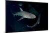 Reef Shark - Carcharhinius Perezii. on Wreck at Night. Bahamas. Caribbean-Michael Pitts-Mounted Premium Photographic Print