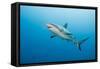 Reef Shark-Michele Westmorland-Framed Stretched Canvas