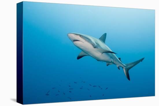 Reef Shark-Michele Westmorland-Stretched Canvas