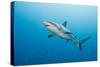 Reef Shark-Michele Westmorland-Stretched Canvas