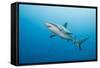 Reef Shark-Michele Westmorland-Framed Stretched Canvas