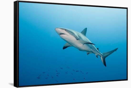 Reef Shark-Michele Westmorland-Framed Stretched Canvas