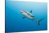 Reef Shark-Michele Westmorland-Stretched Canvas