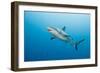 Reef Shark-Michele Westmorland-Framed Photographic Print