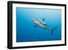 Reef Shark-Michele Westmorland-Framed Photographic Print