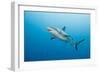 Reef Shark-Michele Westmorland-Framed Photographic Print