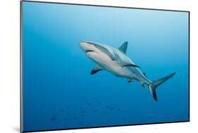 Reef Shark-Michele Westmorland-Mounted Photographic Print