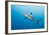 Reef Shark-Michele Westmorland-Framed Photographic Print