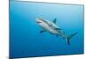 Reef Shark-Michele Westmorland-Mounted Photographic Print