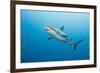 Reef Shark-Michele Westmorland-Framed Photographic Print