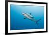 Reef Shark-Michele Westmorland-Framed Photographic Print