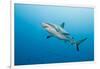 Reef Shark-Michele Westmorland-Framed Photographic Print