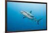 Reef Shark-Michele Westmorland-Framed Photographic Print