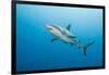 Reef Shark-Michele Westmorland-Framed Photographic Print