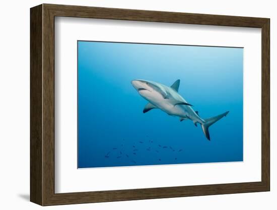 Reef Shark-Michele Westmorland-Framed Photographic Print