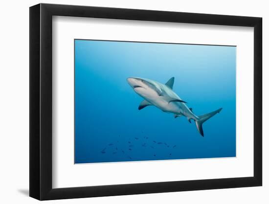 Reef Shark-Michele Westmorland-Framed Photographic Print