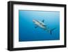 Reef Shark-Michele Westmorland-Framed Photographic Print