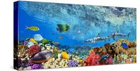 Reef Sharks and fish, Indian Sea-Pangea Images-Stretched Canvas