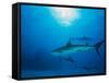 Reef Sharks, Walker's Cay, Bahamas-Shirley Vanderbilt-Framed Stretched Canvas