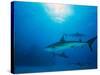 Reef Sharks, Walker's Cay, Bahamas-Shirley Vanderbilt-Stretched Canvas
