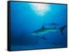 Reef Sharks, Walker's Cay, Bahamas-Shirley Vanderbilt-Framed Stretched Canvas