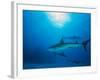 Reef Sharks, Walker's Cay, Bahamas-Shirley Vanderbilt-Framed Photographic Print