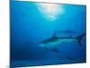 Reef Sharks, Walker's Cay, Bahamas-Shirley Vanderbilt-Mounted Photographic Print