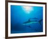 Reef Sharks, Walker's Cay, Bahamas-Shirley Vanderbilt-Framed Photographic Print