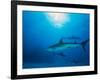 Reef Sharks, Walker's Cay, Bahamas-Shirley Vanderbilt-Framed Photographic Print