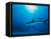 Reef Sharks, Walker's Cay, Bahamas-Shirley Vanderbilt-Framed Stretched Canvas