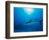 Reef Sharks, Walker's Cay, Bahamas-Shirley Vanderbilt-Framed Photographic Print