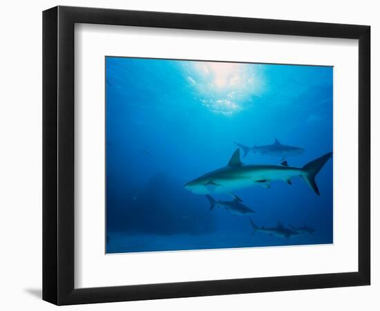 Reef Sharks, Walker's Cay, Bahamas-Shirley Vanderbilt-Framed Photographic Print