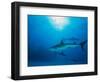 Reef Sharks, Walker's Cay, Bahamas-Shirley Vanderbilt-Framed Photographic Print