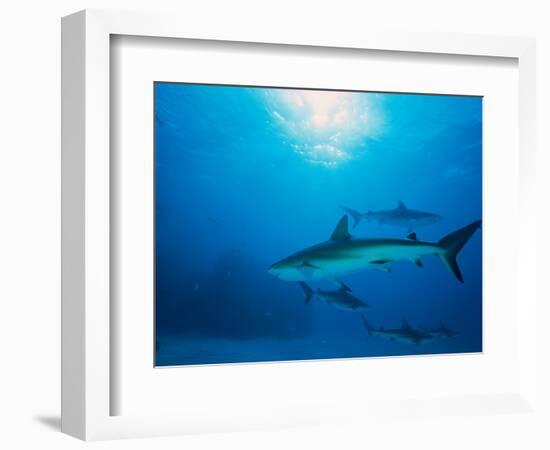 Reef Sharks, Walker's Cay, Bahamas-Shirley Vanderbilt-Framed Photographic Print